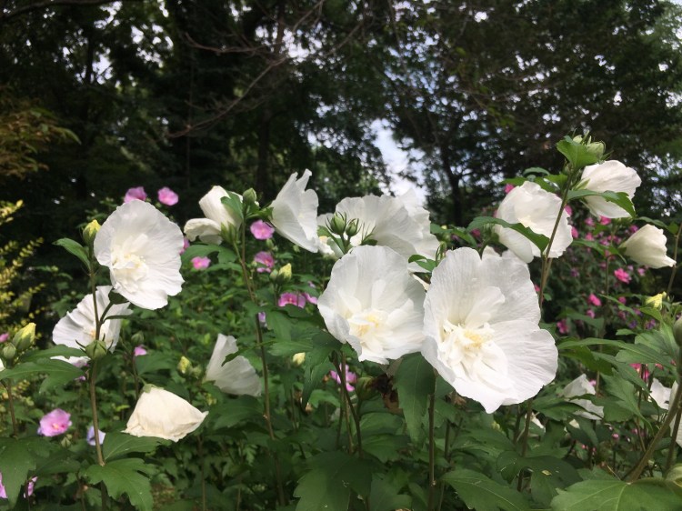 ELTE Botanikus Kert Budapest Jardin Botanique