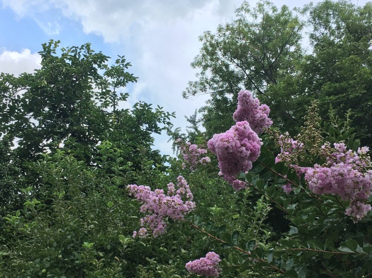 ELTE Botanikus Kert Budapest Jardin Botanique