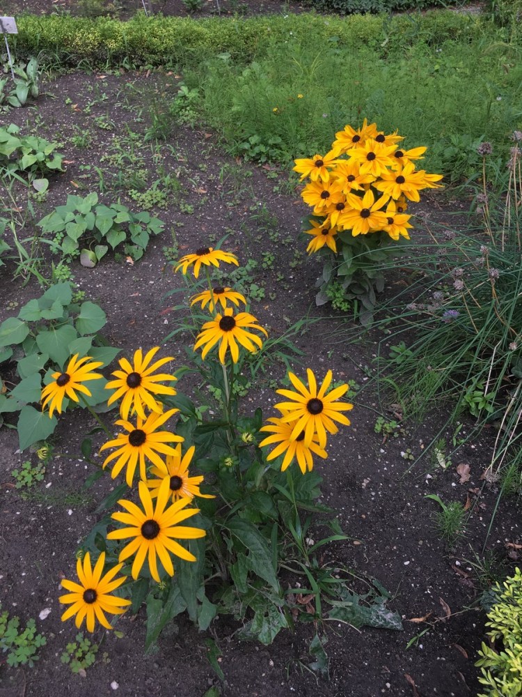 ELTE Botanikus Kert Budapest Jardin Botanique