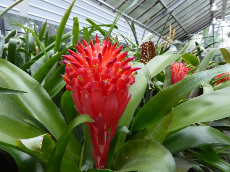 ELTE Botanikus Kert Budapest Jardin Botanique