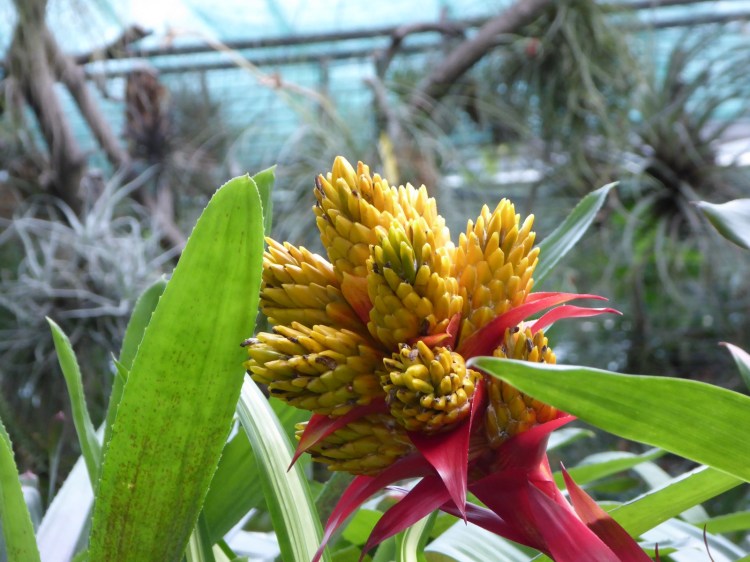 ELTE Botanikus Kert Budapest Jardin Botanique