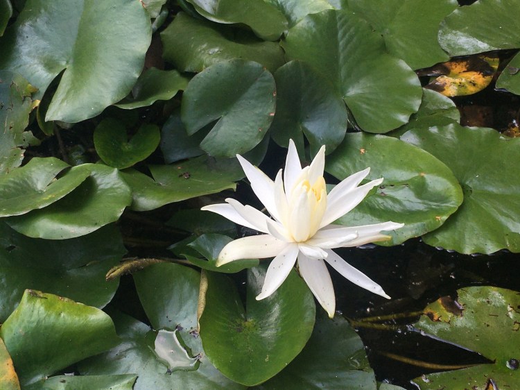 ELTE Botanikus Kert Budapest Jardin Botanique