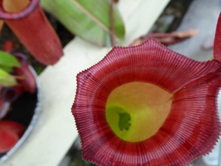 ELTE Botanikus Kert Budapest Jardin Botanique