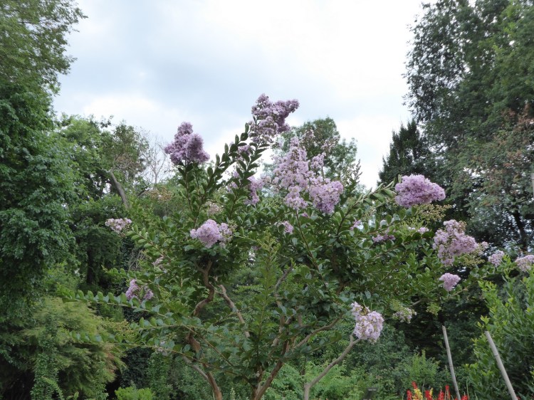 ELTE Botanikus Kert Budapest Jardin Botanique