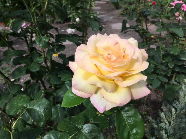 ELTE Botanikus Kert Budapest Jardin Botanique