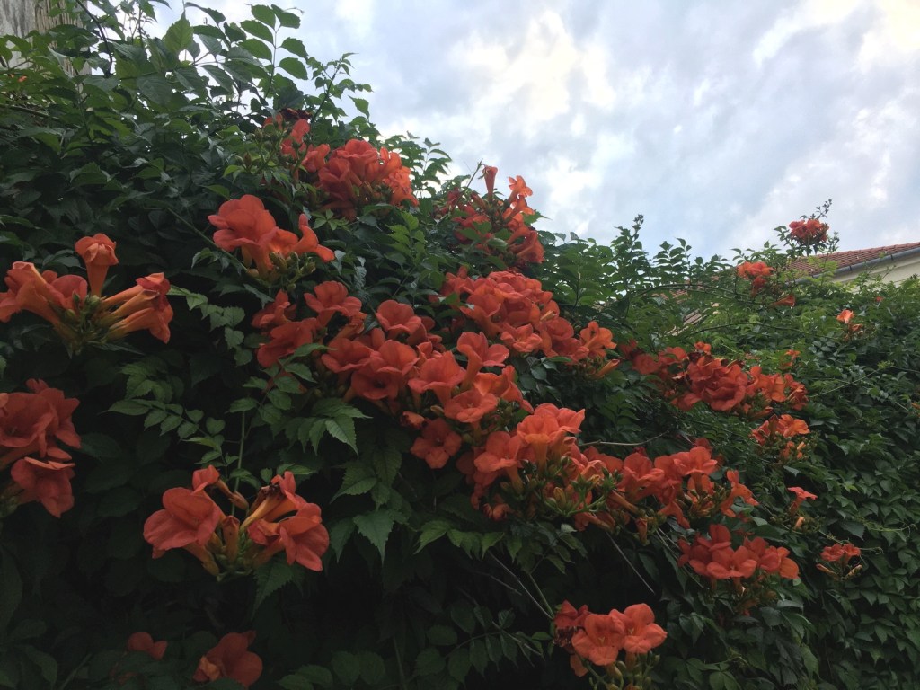 Retro Design Center Szentendre